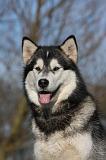 ALASKAN MALAMUTE 757